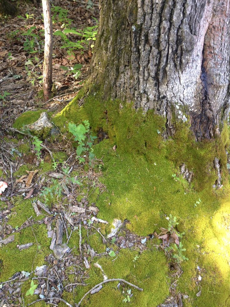 Moss-To-Find-North