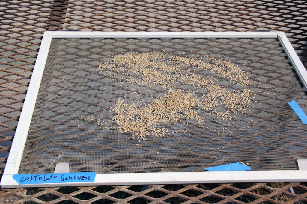 seeds-drying-on-window-screen